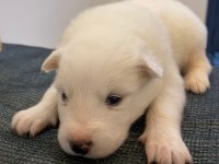 SAFKAN SAMOYED YAVRULARI KARTOPU