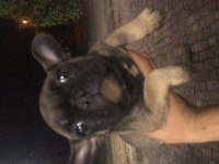 2.5 aylık ÇOK UYGUN fiyata verilecek french bulldog