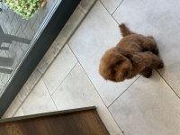 7 AYLIK DİŞİ BEBEK TEMEL EĞİTİMLERİ VAR AŞILI POODLE