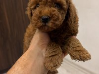 Evinizin Neşesi Poodle Bebekler