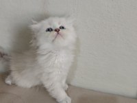British longhair silver pointler
