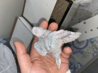 Yeme düşecek muhabbet kuşu yavrular