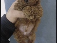 Toy Poodle Köpeğimiz