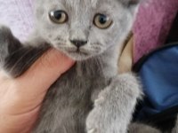55 Günlük British Shorthair Dişi