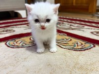 Blue Point Scottish Fold