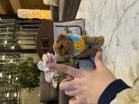 Gerçek Micro Kore Maltipoo