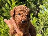Red Brown Toy poodle bebeklerimiz