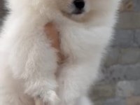 Sevimli pomeranian boo