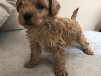 EV ORTAMINDAN 0 NUMARA BABY FACE MALTİPOO LAR
