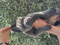 Dev A kalite blue cane corso yavru