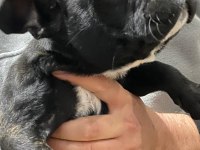 Belçika Kurdu (Malinois)