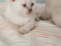 35 GÜNLÜK SAĞLIK BLUE POİNT BRİTİSH YAVRULARIMIZ