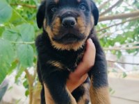 Koca kafa erkek rottweiler yavruları