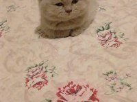 British longhair
