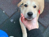 Labrador dora ömürlük yuvasını arıyor