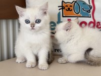 Yasal ruhsatlı çifrlikde ziyarete açık british shorthair