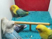 Mutasyon Cennet Papağanlar (Parblue - Opaline)