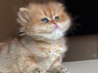 Bebeğimiz yeni ailesini bekliyor british longhair