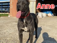 Cane corso blue