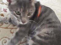 Cins Gri British Shorthair Erkek 10 Aylık