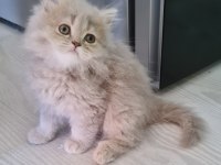 Sahibinden scottish fold yavrular