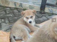 Son 3 tane kaldı sibirya kurdu gözler renkli