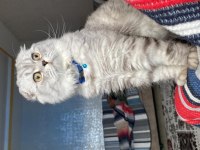 Scottish fold cinsi kedime eş arıyorum