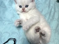 Show kalite british shorthair bebeklerimiz
