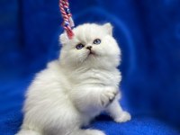 İpek Tüylü NS1133 British Longhair