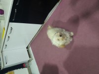 Köpeğimizin akıllı tuvalet eğitimi var