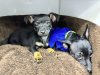 2.5 aylık erkek pinscher
