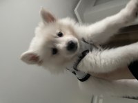A Kalite Beyaz Pomeranian Spitz