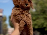 Sakarya poodle köpeği