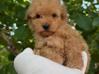 TOY POODLE BEBEKLERİ