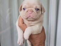 Güzeler Güzeli Pug Mops Türünün En İyisi