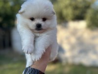 Pomeranian yavrularımız 