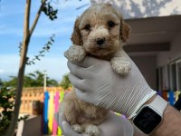 Maltipoo Yavrular Adrese Gönderim Ve Kapıda Ödeme Vardır