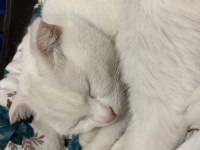 Scottish fold 1.5 yaşında