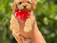 toy poodle