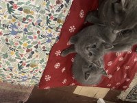 British Shorthair Russian Blue Melezi
