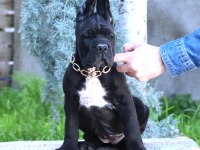 Fcı-Kıf Secereli Safkan Cane Corso Yavrularımız