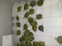 Yavru su kaplumbağası