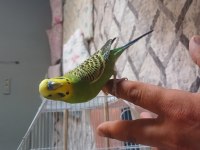 Konuşan muhabbet kusu