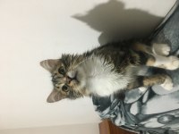 Kedimiz sakızın bir evi olsun istiyorum
