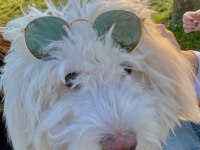 Terrier 1 yaşında eğitimli