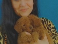 Toy Poodle Yavruları