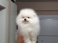 3.5 aylık muhteşem kalitede pomeranian yavrular