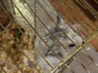 HER RENK HAMSTER MEVCUTTUR