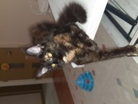 Maine coon Tortie