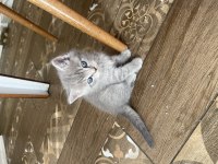 British shorthair yavruları
